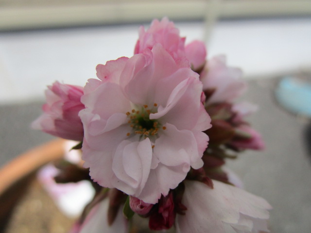 ４月１１日の桜