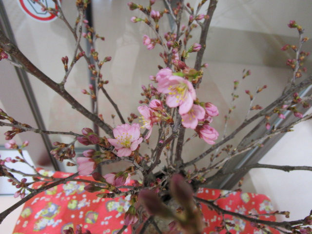 ３月１０日の桜1