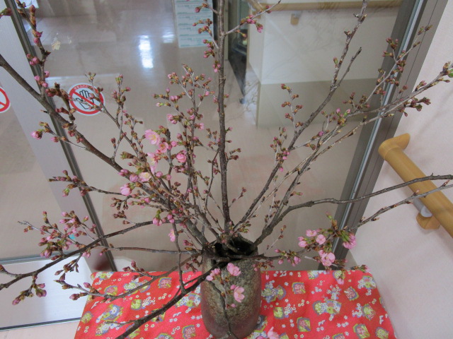 ３月１０日の桜2