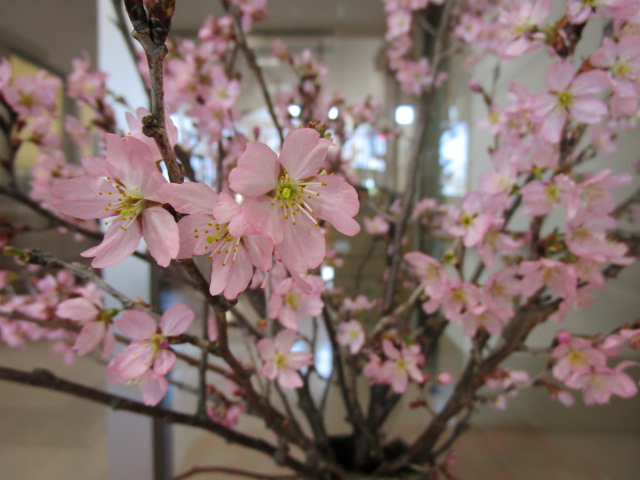 ３月１２日の桜1